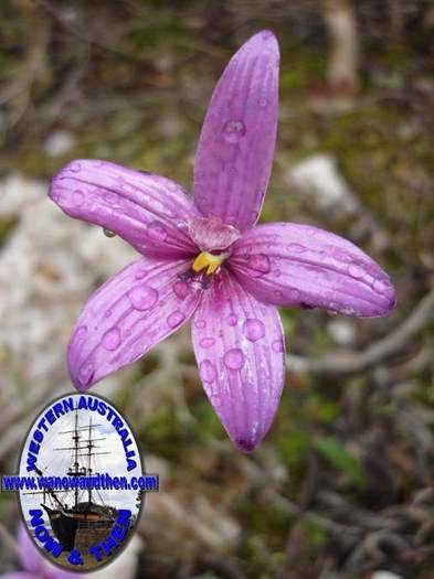 Elythranthera emarginata - Pink Enamel Orchid - 05.JPG